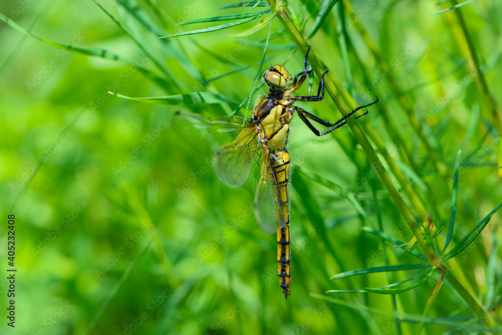 Yellow dragonfly Sympetrum Danae Sulzer, sitting on the grass. green meadow spring or summer grass and a large dragonfly on it. green natural background. close-up of an insect. Yellow dragonfly Sympetrum Danae Sulzer, sitting on the grass. green meadow spring or summer grass and a large dragonfly on it. green natural background. close-up of an insect.