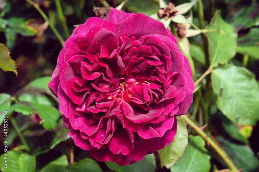 Rosa Munstead Wood purple rose in flower during the summer months