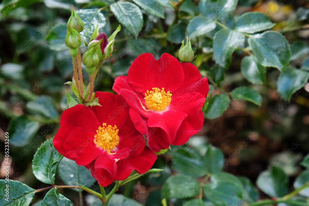 Flower Carpet 'Red Velvet Noare' rose in flower during the summer months Flower Carpet 'Red Velvet Noare' rose in flower during the summer months