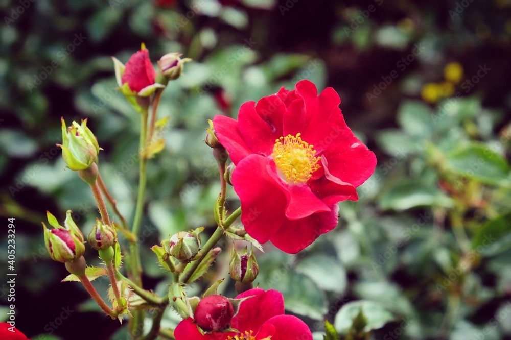 Flower Carpet 'Red Velvet Noare' rose in flower during the summer months Flower Carpet 'Red Velvet Noare' rose in flower during the summer months