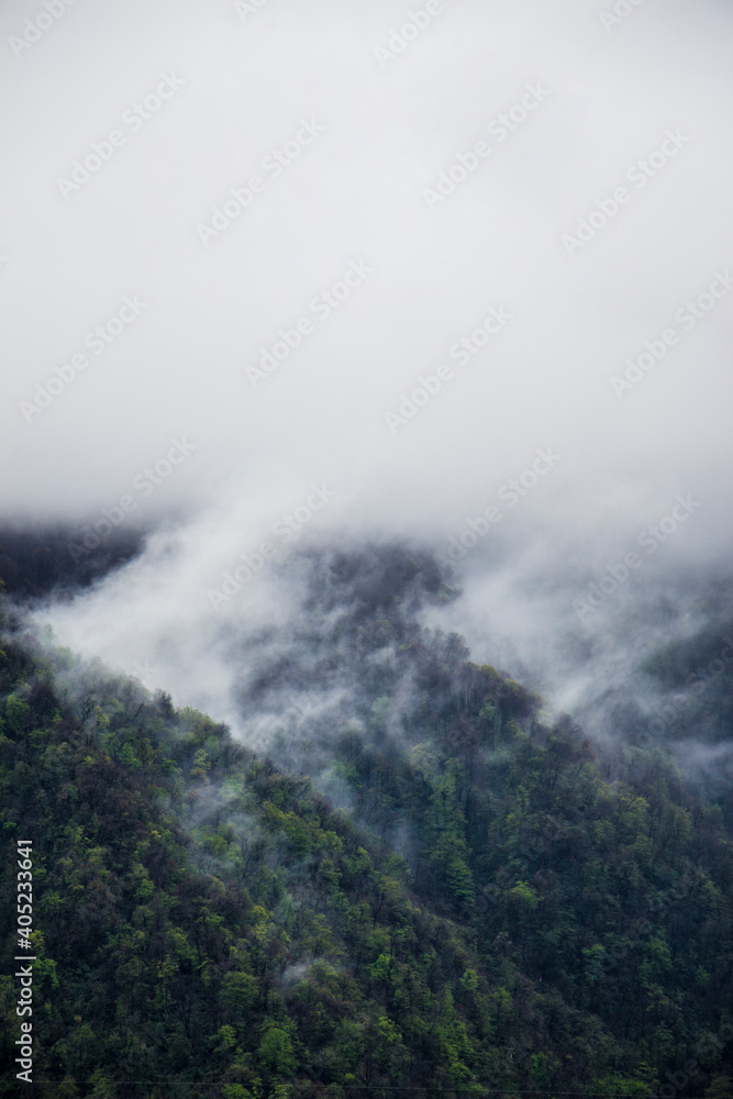 cloudy forest. Foggy mountains. Misty green