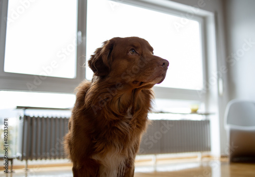 Brown dog in shoot in a majestic angle