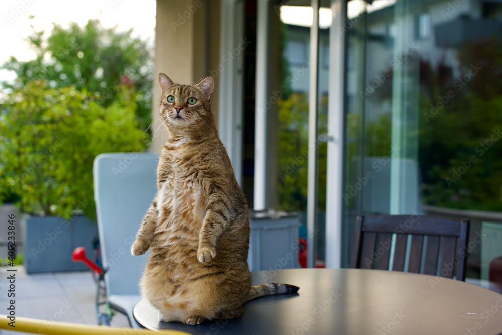 Upright cat on round table.