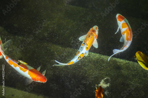 red decorative carps swim in the pond