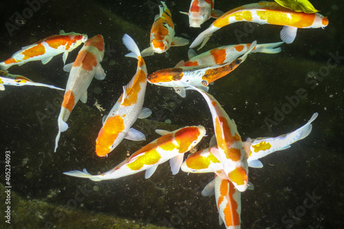 Konstfotografi red decorative carps swim in the pond