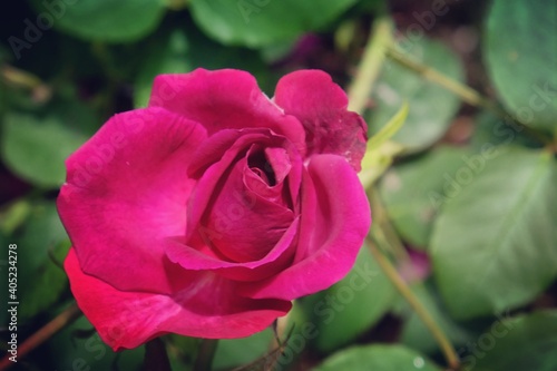 Rosa Munstead Wood purple rose in flower during the summer months