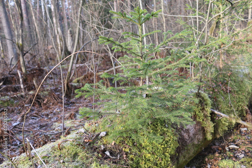 a small Christmas tree. a fallen tree trunk covered with moss a small Christmas tree. a fallen tree trunk covered with moss