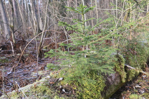a small Christmas tree. a fallen tree trunk covered with moss