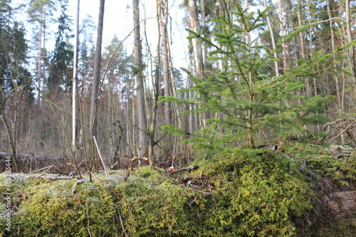 a small Christmas tree. a fallen tree trunk covered with moss