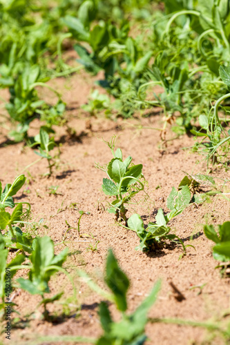 peas are grown on an agricultural field