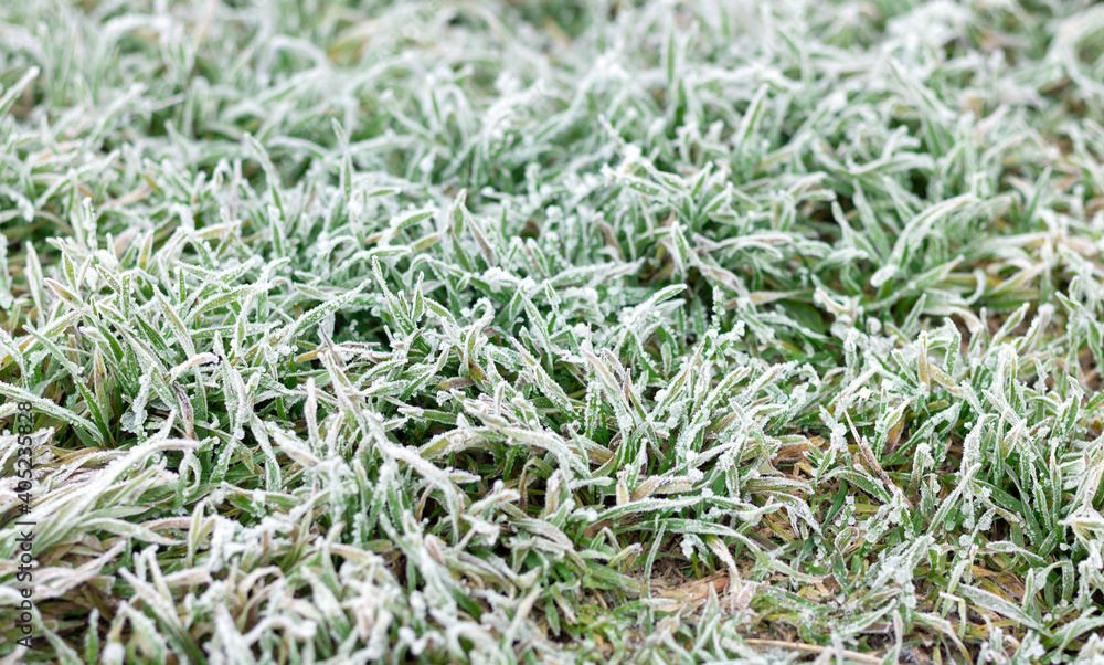 Background of frost or hoar on green grass in morning Background of frost or hoar on green grass in morning