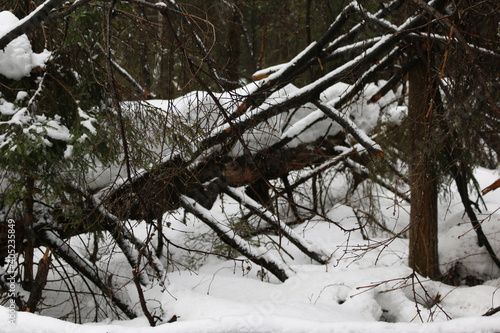 a fallen tree trunk covered in snow
