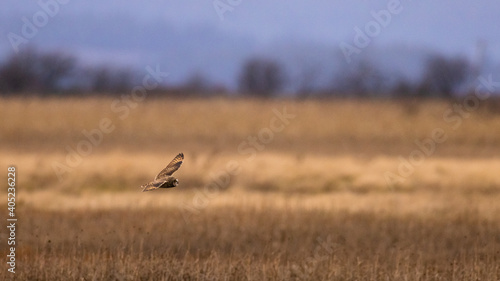 Short-eared owl flying and hunting over a grassy field in Pacific Northwest, USA 