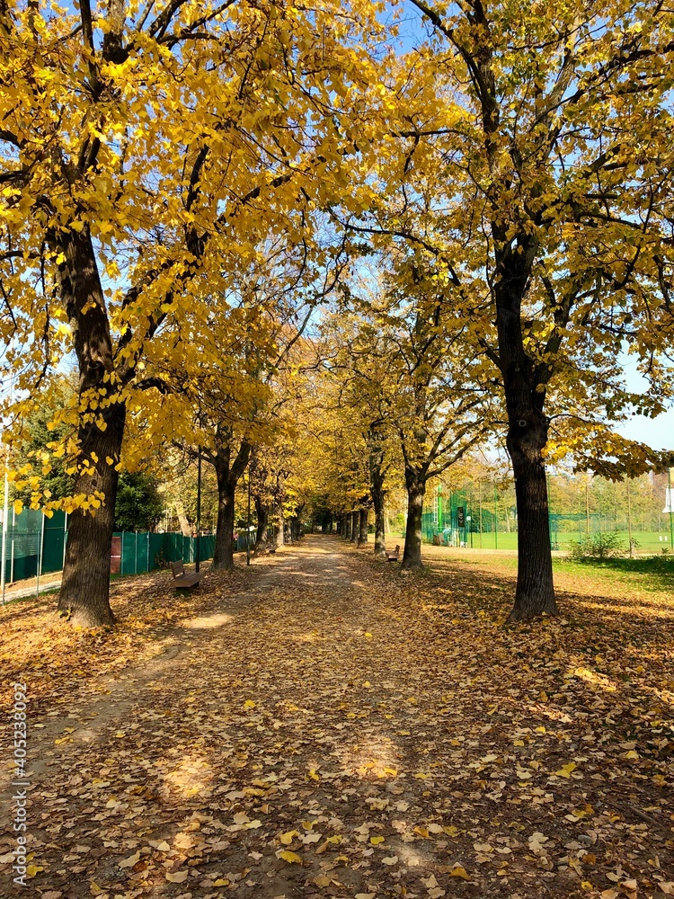 Viale alberato in autunno