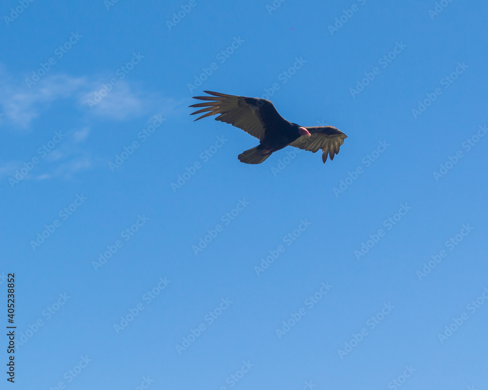 Obraz premium Urubu planando