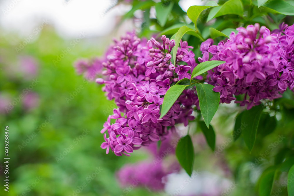 beautiful bushes with lilac flowers in the garden beautiful bushes with lilac flowers in the garden