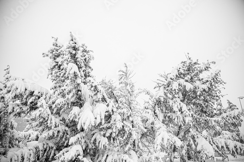 Árboles cubiertos de nieve después de un temporal