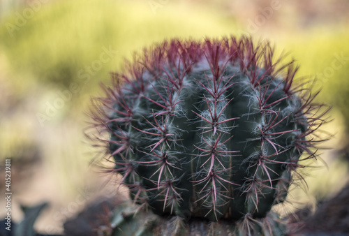Cactus with purple thorns