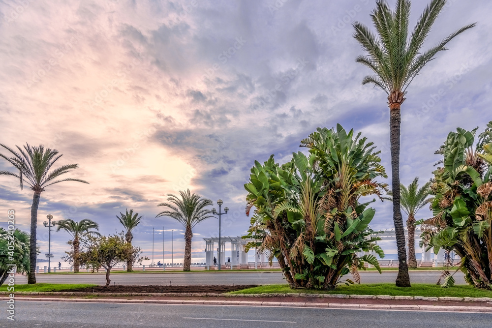 Fototapeta premium palm trees on the street