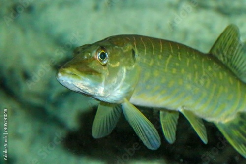 Fototapeta Naklejka Na Ścianę i Meble -  El lucio norteño o lucio (Esox lucius) es una especie de pez carnívoro, especie exótica del río Guadiana (España y Portugal). Son típicas de las aguas dulces y salobres del hemisferio norte.