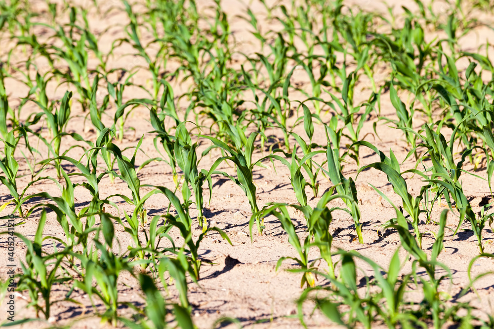 green corn sprouts in the spring or summer green corn sprouts in the spring or summer