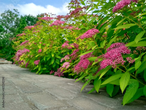 Photos The front yard in spring, flowering Spiraea japonica 'Goldmound'.