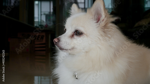 Fluffy cute pomeranian dog looking outside