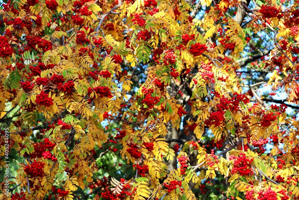 Bright red ripe rowan bunches Bright red ripe rowan bunches