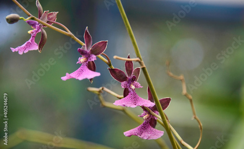 Beautiful Orchids growing in the Quito Botanical Gardens, Quito, Ecuador  photo