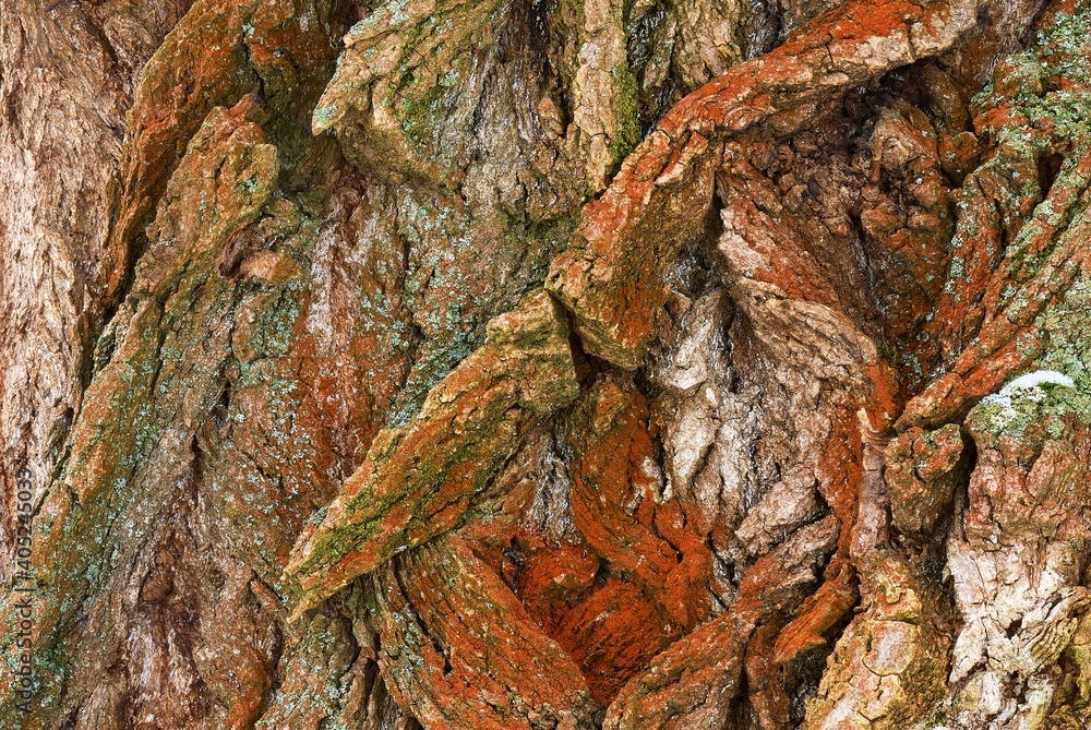 Colorful texture of old tree bark use as natural background. In orange green color. Colorful texture of old tree bark use as natural background. In orange green color.