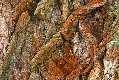 Colorful texture of old tree bark use as natural background. In orange green color.