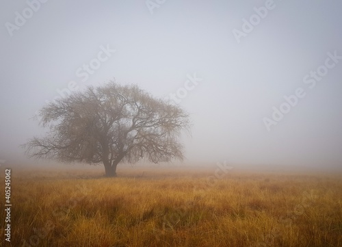 tree in the fog