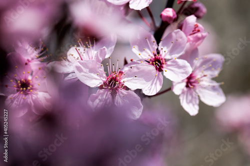 beautiful illuminated by sunlight fresh cherry blossoms