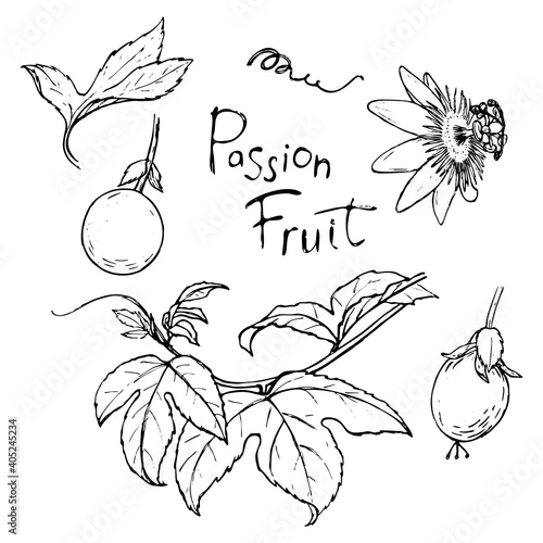 A set of sketches of passion fruit branches and fruits.