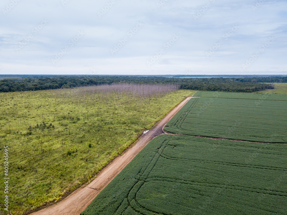 Aerial drone view of soybean plantation in soy farm, dirt road and
