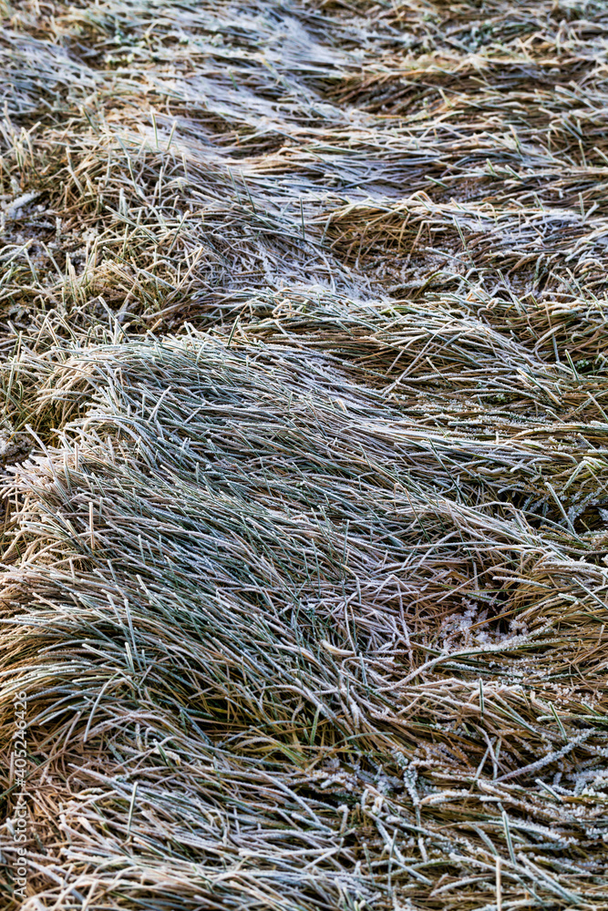 dry grass sticking out dry grass sticking out