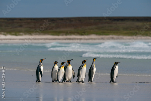 The king penguin  Aptenodytes patagonicus 