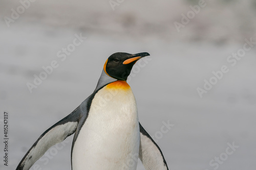 The king penguin  Aptenodytes patagonicus 