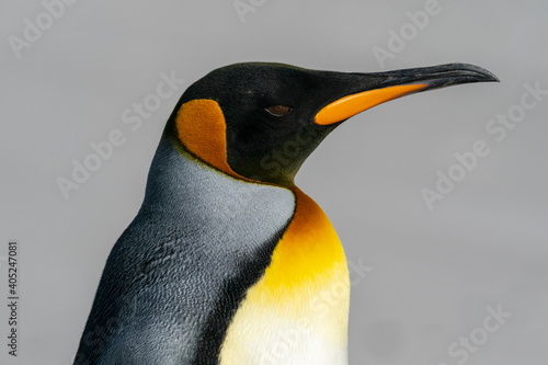 The king penguin (Aptenodytes patagonicus)