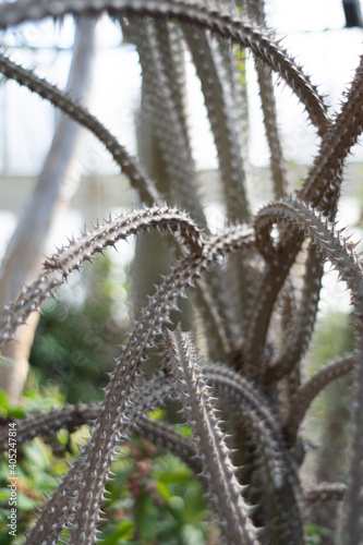 Wallpaper Mural Photo of cactus, vine-like. Torontodigital.ca