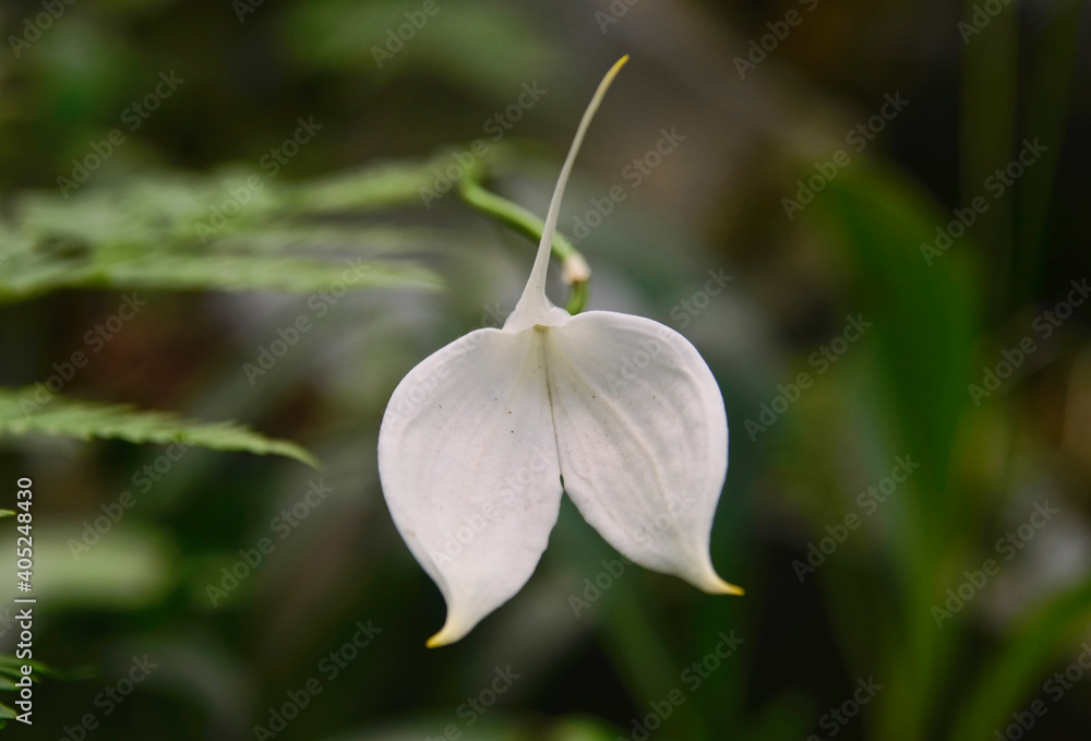 Obraz premium White Masdevallia orchid in the Quito Botanical Gardens, Quito, Ecuador