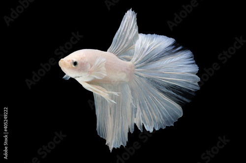 White betta fish moving moment beautiful fancy halfmoon betta, fighting fish, siam betta fish on black background.