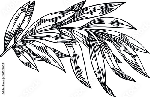 Olive branches isolated on white background, leaves, olives, vector hand drawn illustration