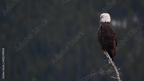 Bald eagle in the wild