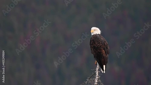 Bald eagle in the wild