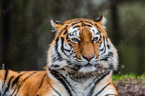 Tiger © immer_weiter_rauf
