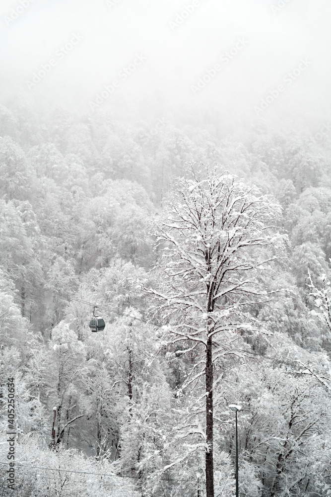 custom made wallpaper toronto digitalWinter forest and cableways of the ski resort. The snowy forest background. Winter tourism and winter wonderland concept. Selective focus.