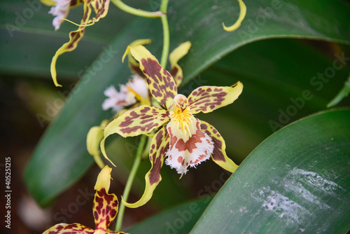 Odontoglossum orchids in the Quito Botanical Gardens, Quito, Ecuador photo