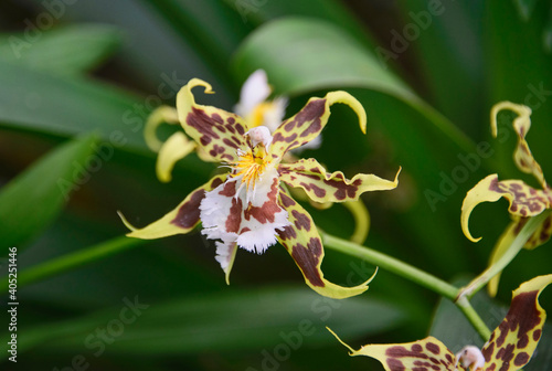 Odontoglossum orchids in the Quito Botanical Gardens  Quito  Ecuador