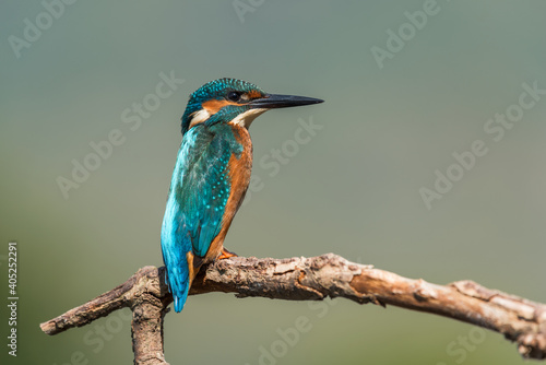 A common kingfisher standing on a branch profile shot © YK
